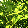 Palm Rythmn